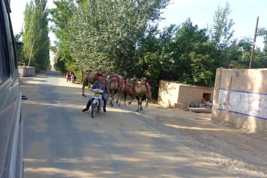 Er führt seine Kamele zu den Dünen, man kann sich von ihnen hoch tragen lassen