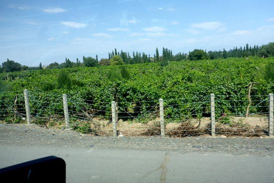 In der Wüstenregion werden seit Jahrhunderten Weintrauben mittels künstlicher Bewässerung angebaut, die getrocknet und als Rosinen exportiert werden, auch nach Europa