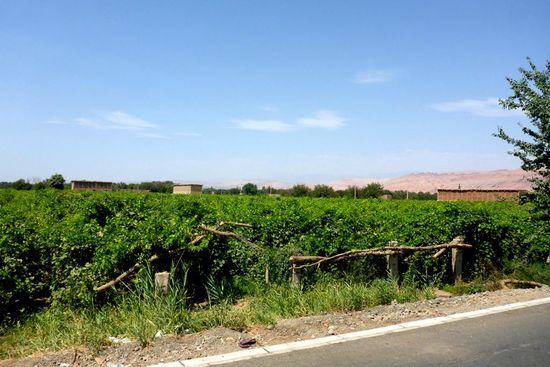 Diese Weintrauben schmecken ausgesprochen süß ...