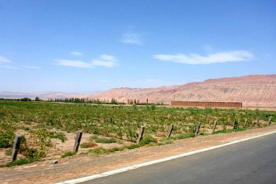 ... und werden in riesigen Lagerhäusern zum Trocknen aufgehängt.
Da Alkohol für Moslems verboten ist, steckt der Ausbau der Trauben zu Wein noch in den Kinderschuhen