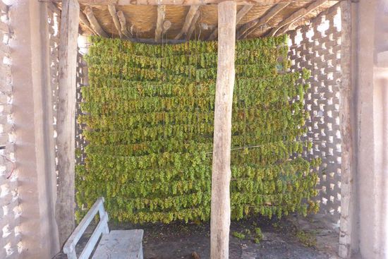 Das Innere eines Darrhauses zum Trocknen der Weintrauben