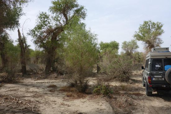 Im Pappelwald der Taklamakan,
das sind Euphrat-Pappeln, nahe dem Tarin-Fluß ist der Grundwasserspiegel hoch
