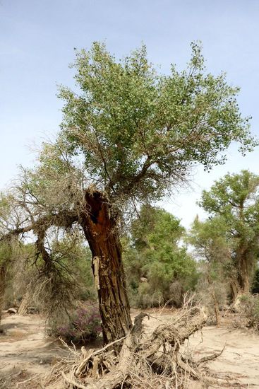 Jahrhunderte alte Baumdenkmäler ...