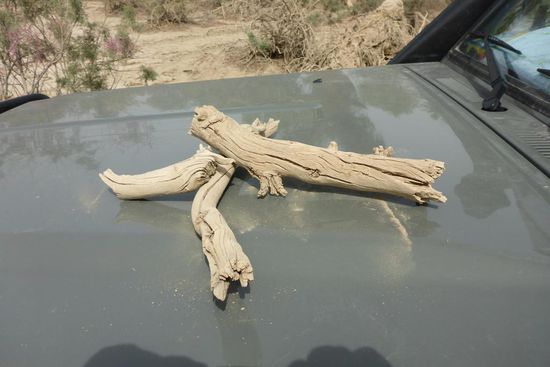 Das Holz dieser Bäume braucht bis zu 1000 Jahre, um zu verrotten