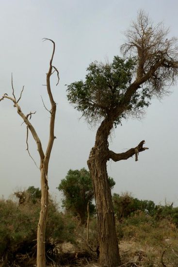 Der Überlebenskampf ...