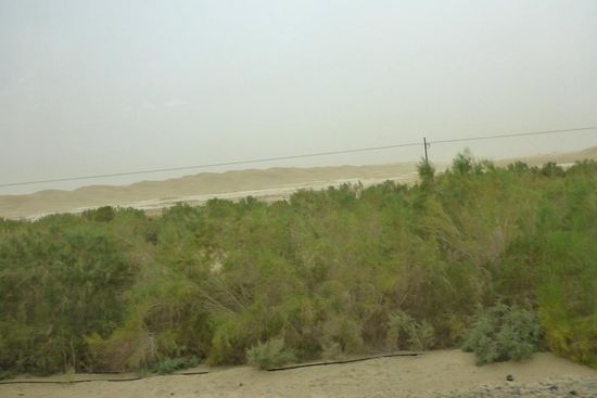 Das geht nur mit künstlicher Bewässerung.
So entsteht mit sehr viel Aufwand ein natürlicher Schutz vor Sandverwehungen