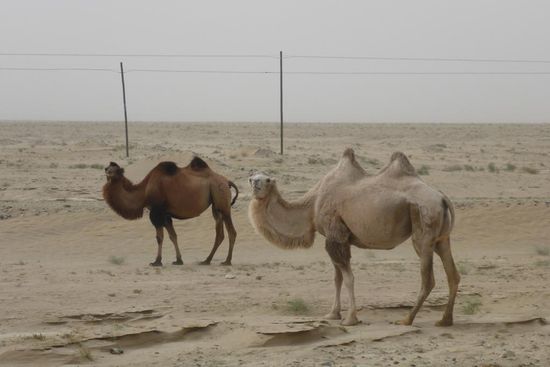Wüstenschiffe habe ich schon lange nicht mehr gesehen