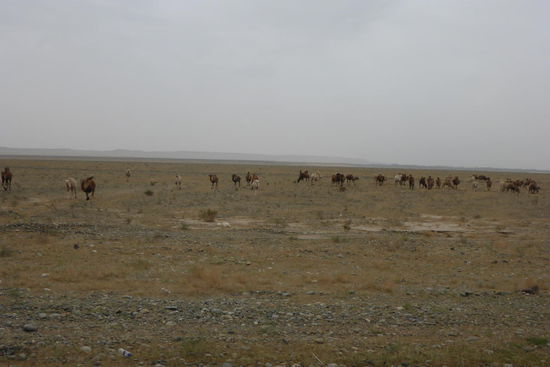 Unterwegs nach Kashgar, Wüstenschiffe