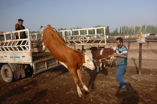 Auf dem sonntäglichen Viehmarkt in Kashgar...