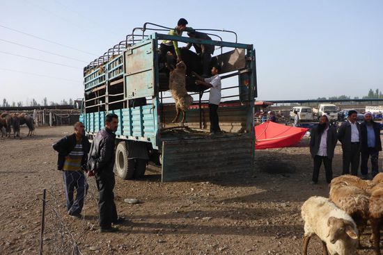 ... sie werden roh behandelt ...