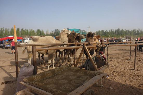 Kamele sind sehr teuer