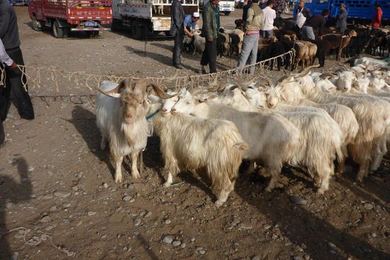 Eine Ziege kostet etwa 200 Euro