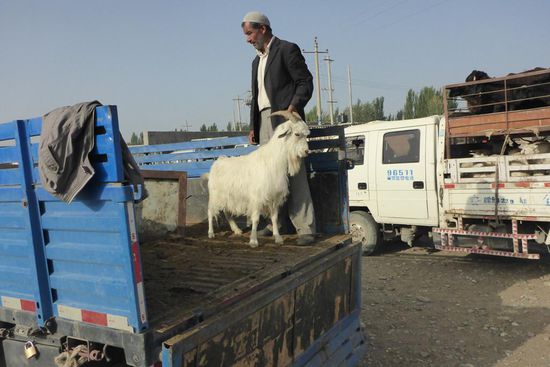 Die Anlieferer sind Großhändler, die die Tiere bei den Bauern aufkaufen ...