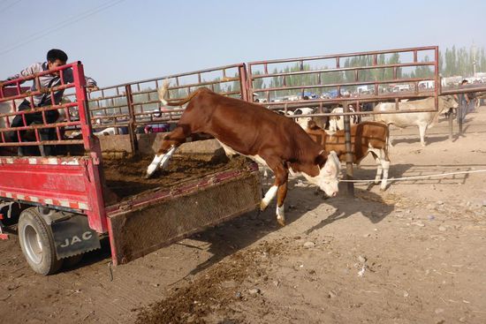 Unfreiwilliger Sprung ...