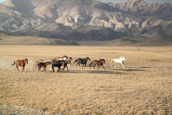Galoppierende Pferde, einfach elegant
