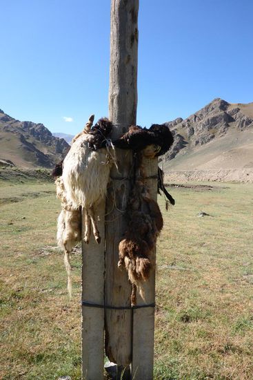 Tote Schafe an einem Pfahl, Aberglaube?