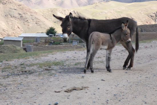 Schutz und Geborgenheit, kommt mir menschlich vor