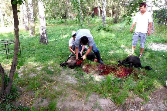 Schlachtfest, geschächtete Schafe