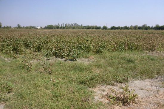 ... riesige Baumwollfelder sind eine ökologische Katastrophe, weil die Baumwollpflanze sehr viel Wasser benötigt, das teilweise aus Kirgisien importiert werden muß; das Wasser aus den Flüssen wird auf die Baumwollfelder geleitet, dies hat den Aralsee zu einer Pfütze verkümmern lassen