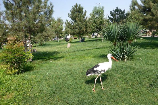 In der Umgebung der Moschee werden Störche gehalten, sie sollen die Heuschrecken jagen; ihre Flügel sind gestutzt, sie können nicht fliegen