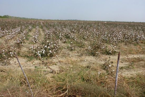 Stalin hatte vorgegeben, daß jeder Staat der Sowjetunion sich auf eine bestimmte Produktion konzentrieren sollte, um die Abhängigkeit untereinander und damit den Zusammenhalt zu verbessern; Usbekistan hatte die Aufgabe, Baumwolle zu produzieren ...