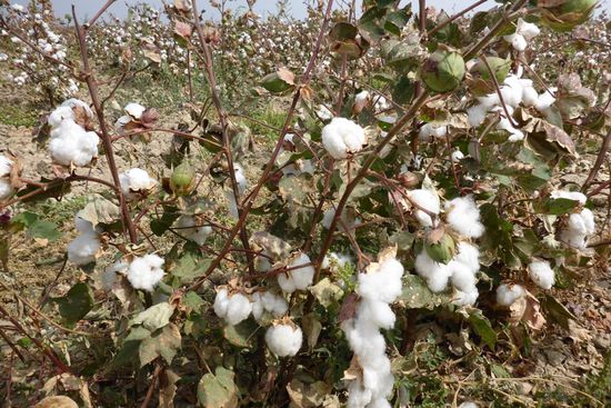 ... so hat die Baumwollproduktion in Usbekistan eine längere Tradition, 50 % der nutzbaren Bodenfläche sind auch heute noch für die Baumwollproduktion reserviert (auf je 20 %  werden Getreide und Futterpflanzen angebaut, auf nur 5 % werden Obst und Gemüse produziert). Die Baumwollpflanze benötigt sehr viel Wasser, daß Usbekistan ein trockenes Land ist, hatte Genosse Stalin nicht bedacht. Zudem wird mit dem Wasser nicht geschickt umgegangen, in Ubekistan werden auf einem Hektar Baumwollanbaufläche 30 000 Kubikmeter Wasser verbraucht, in Israel (Tröpfchenbewässerung)  bspw. nur 7 000