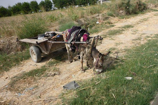 Esel sind Nutz- und Zugtiere