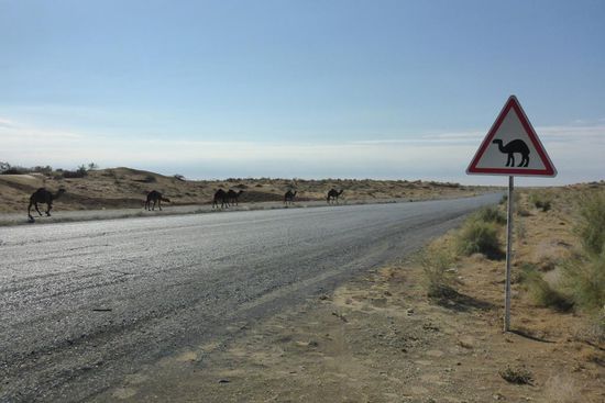 Die Wüstenbewohner ...