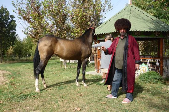 ... eine von 250 Pferderassen ...