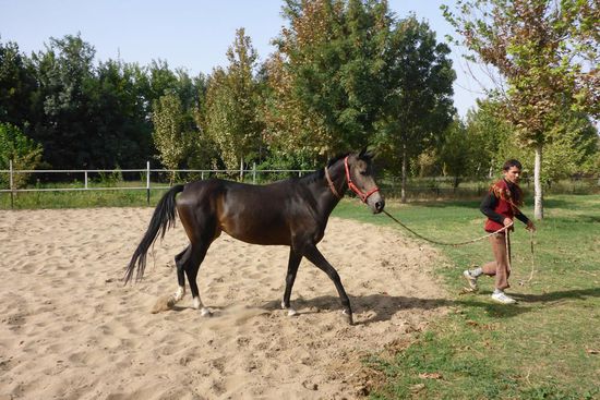 ... gezüchtet, sie sind besonders ausdauernd