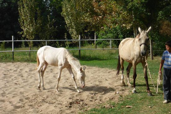 dieses Fohlen ist vier Monate alt