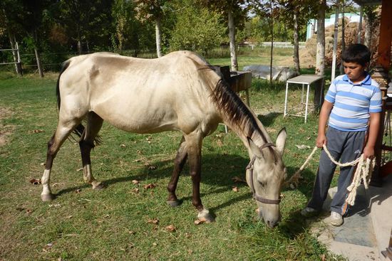sein Fell glänzt wie Gold
