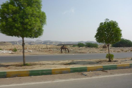 Wüstenschiffe am Straßenrand
