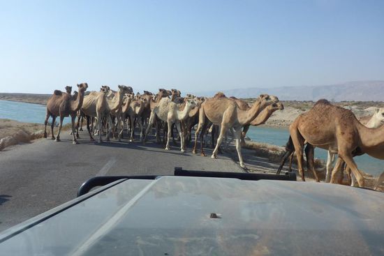Diese Kamelherde gehört ...