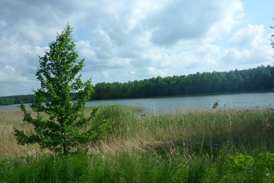 Störche in Masuren