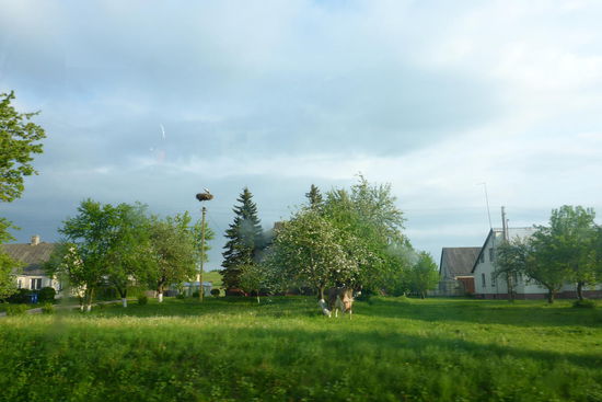 Abendstimmung mit Storch