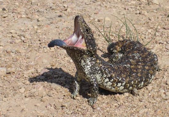 Holly der Tannenzapfenskink erkennt uns nicht mehr und begruesst uns mit seiner typischen Abwehrpose...