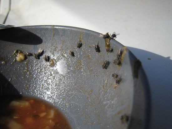 Nette Fleischbeilage oder? Ehrlich gesagt wissen wir nicht genau wieviele Fliegen wir mitverschluckt haben.