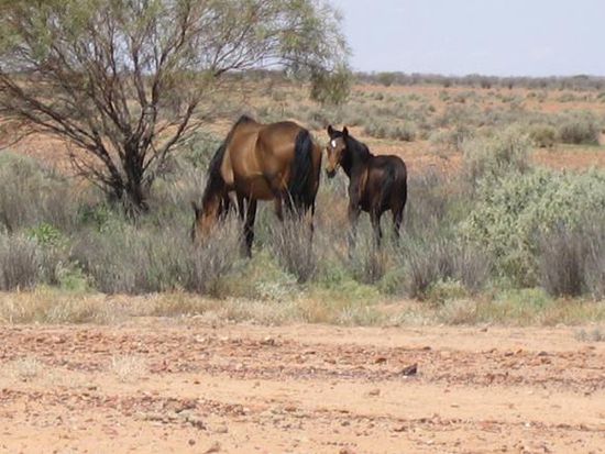 Der Weg nach Birdsville fuehrt durch riesengrosse Cattle Stations (Tierfarmen). Hier in dieser Einoede leben also auch Menschen, die viel Land besitzen und unter harten Bedingungen Viehzucht (Pferde, Rinder oder Kamele) betreiben.