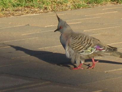 Den Tauben in Port Augusta gehts gut, denn sie werden jeden Tag mit Vogelfutter gefuetter.