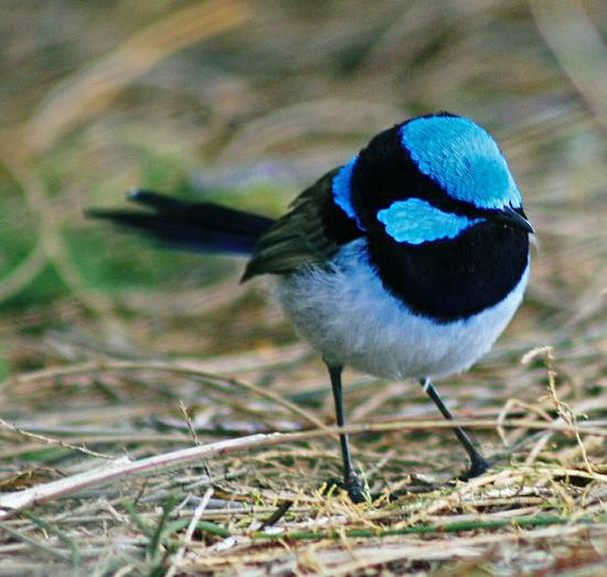Das wohl schwerste Fotomotiv der australischen Tierwelt, der quierlige Superb Fairy Wren