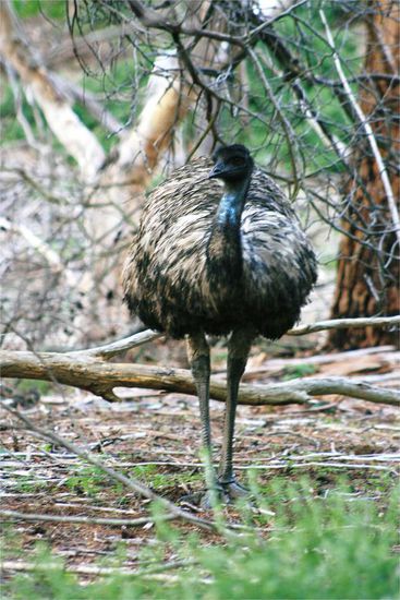 Emu