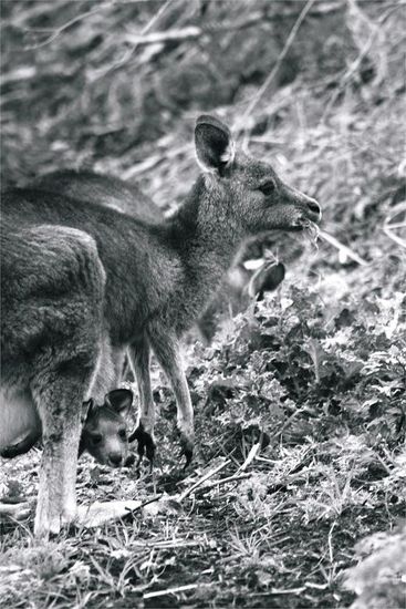 Kaenguru mit einem kleinen Joey