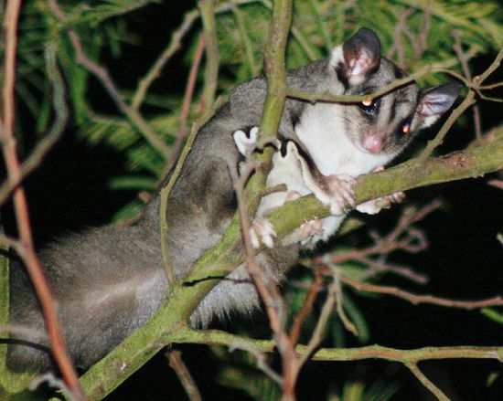 Sugarglider nennen sie die Australier, bei uns sind sie als Kurzkopfgleitbeutler bekannt. Auf dem Foto kann man gut ihre Flugmembran erkennen. Um von einem Baum auf den anderen zu "fliegen" strecken sie alle "viere" von sich und sehen wie ein kleines Segeltuch aus.