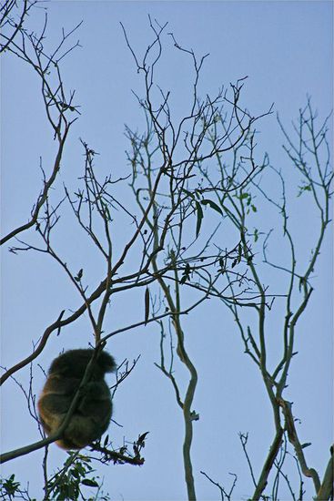 Der kleine Kerl wird bald den naechsten Baum kahlfressen.