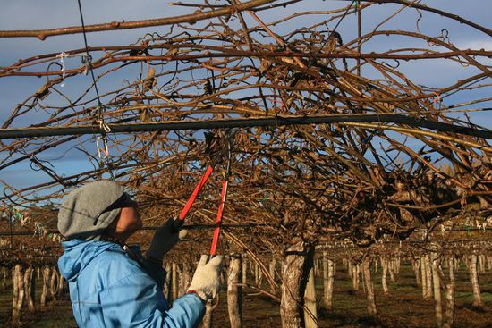 Ein Arbeitswerkzeug war die grosse Zange die fast taeglich geschaerft werden musste.