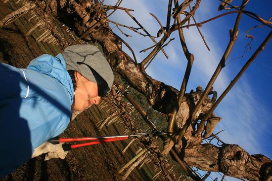 Claudel bei harter Arbeit