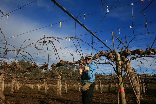 Geschafft 14 Aeste stehen noch