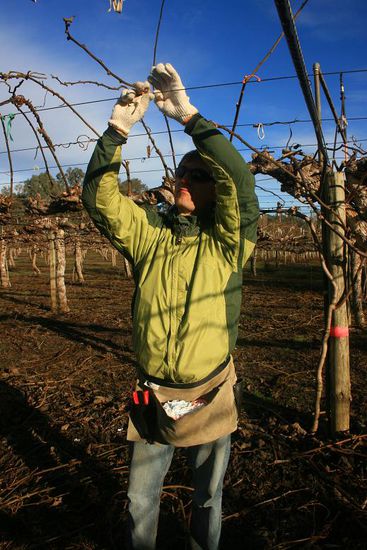 Mit flinken Fingern werden die 14 Aeste am Drahtgestell heruntergebogen und ...