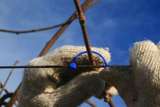 ... festgeklippt. Am Ende des Astes mit einem Gummi gestreckt und festgezurrt.